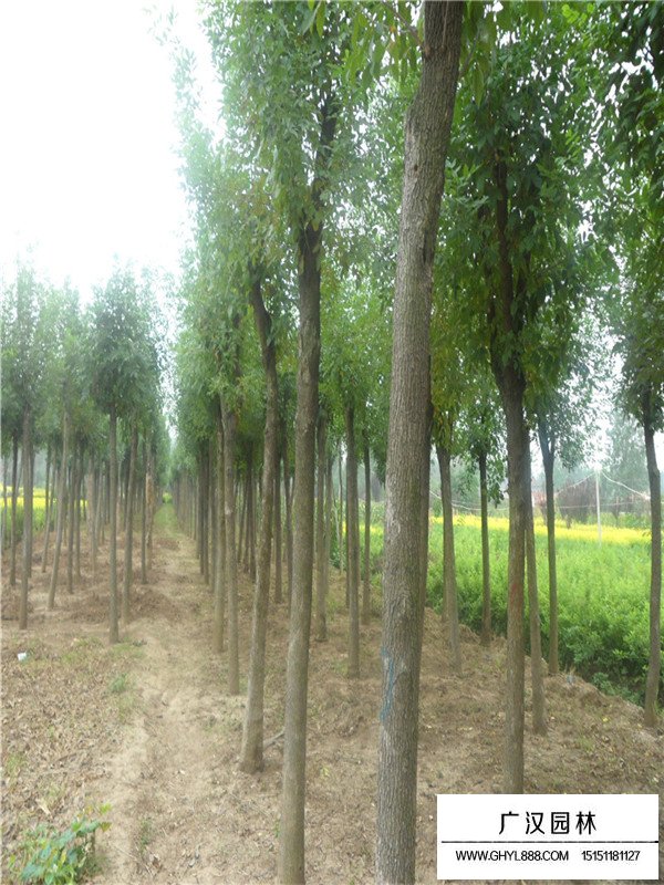 白蠟的養(yǎng)護(hù)技術(shù)(圖2)