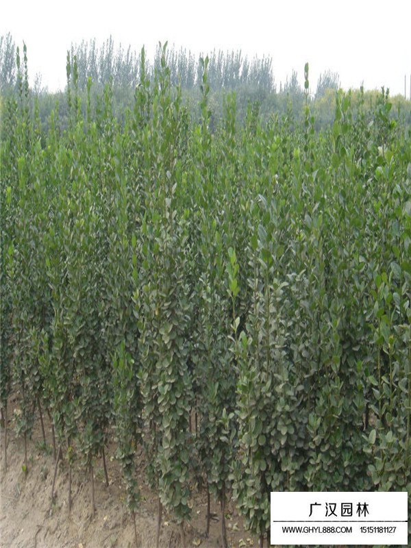 北海道黃楊的簡介(圖2)