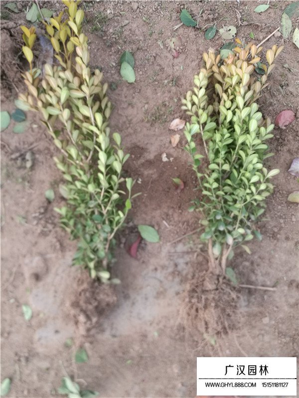 瓜子黃楊的簡介(圖2)