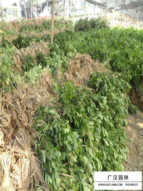 海桐怎么種植(圖2)