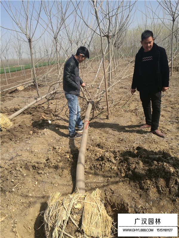 合歡的介紹(圖2)