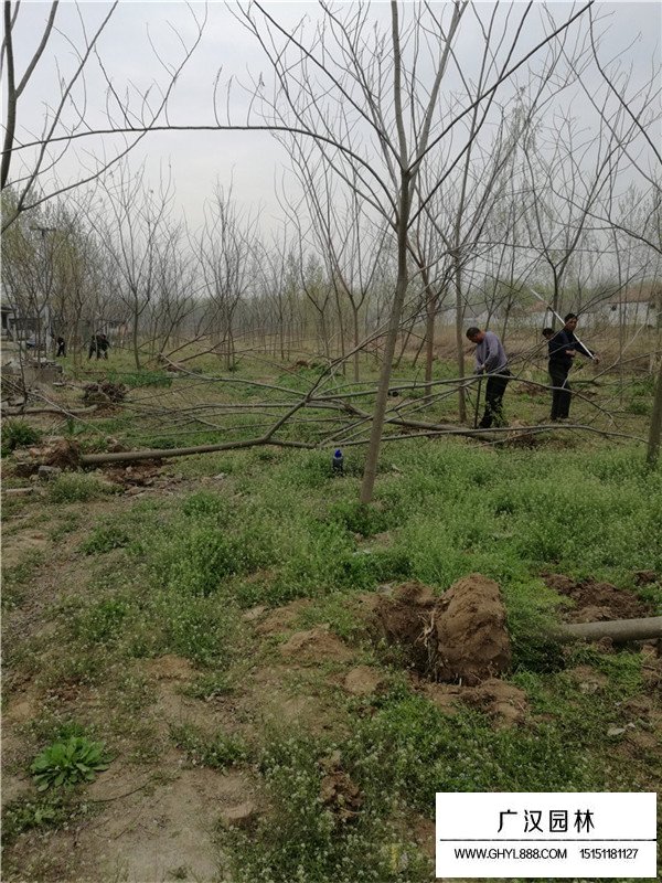 合歡的介紹(圖3)