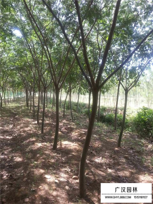 合歡的介紹(圖1)