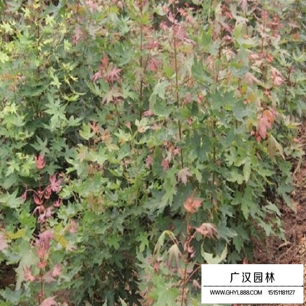 五角楓的種子(圖3)