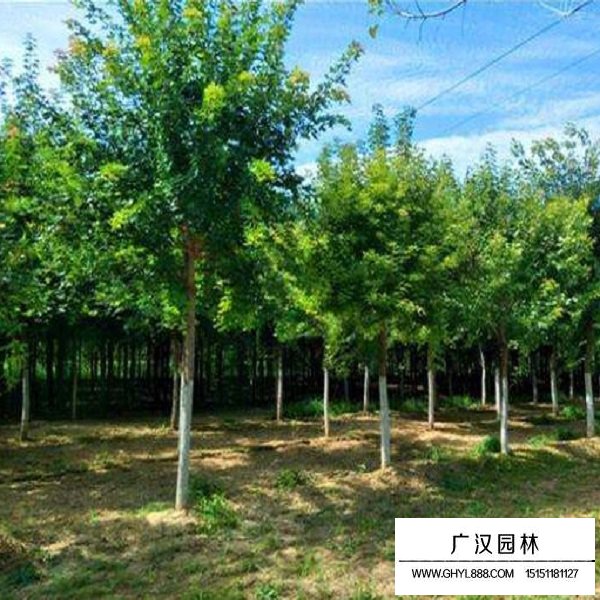 五角楓的種子(圖4)