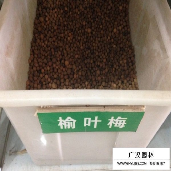 榆葉梅種子(圖1)