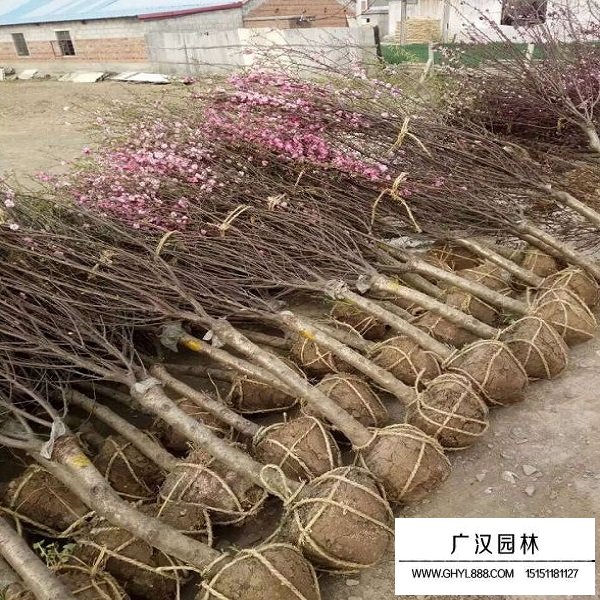 榆葉梅種子(圖4)