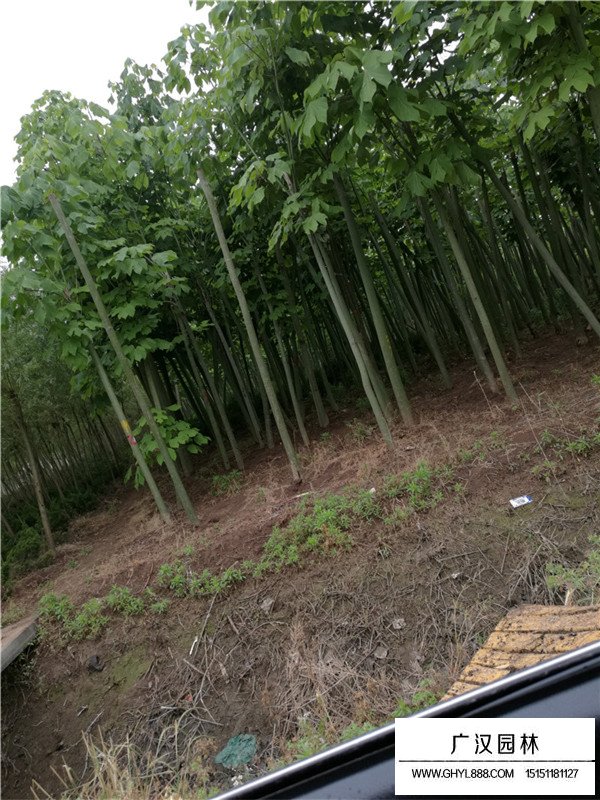 青桐的介紹(圖2)