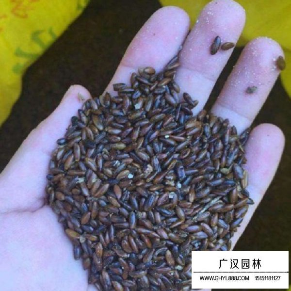 小果沙棘種子(圖1)