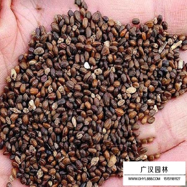 小果沙棘種子(圖2)