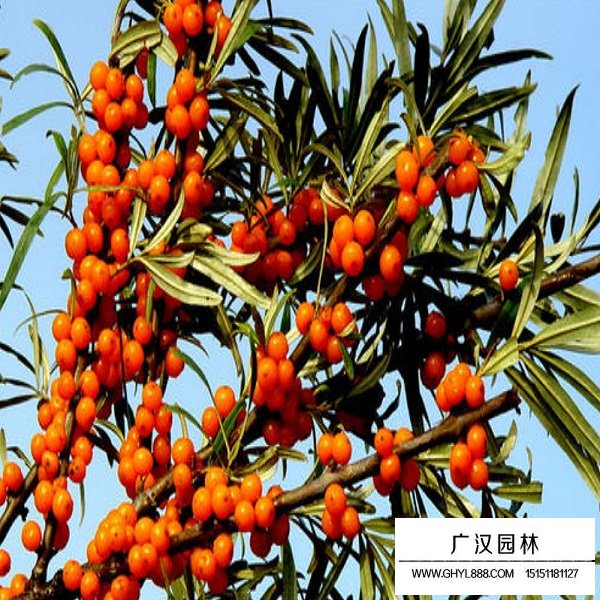 小果沙棘種子(圖4)