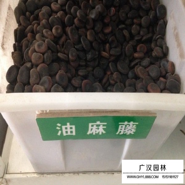 油麻藤種子(圖1)