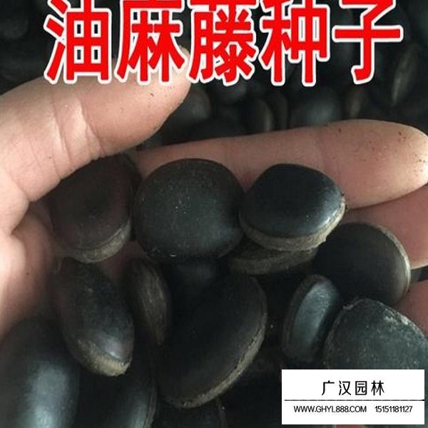油麻藤種子(圖2)