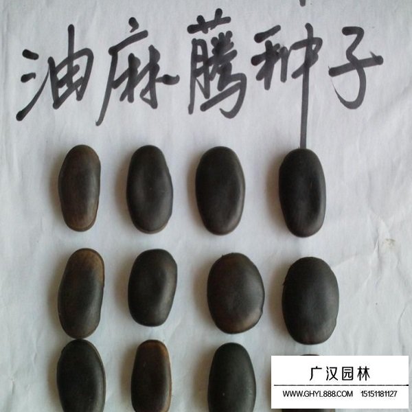 油麻藤種子(圖3)