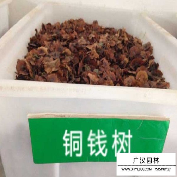 銅錢樹種子(圖1)