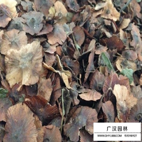 銅錢樹種子(圖2)