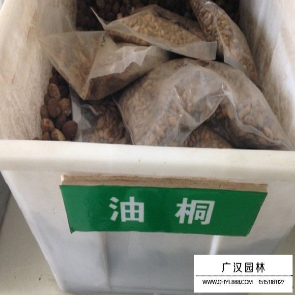 油桐種子(圖1)