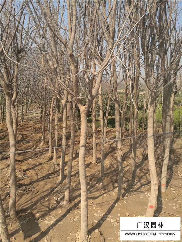 五角楓的簡介(圖2)