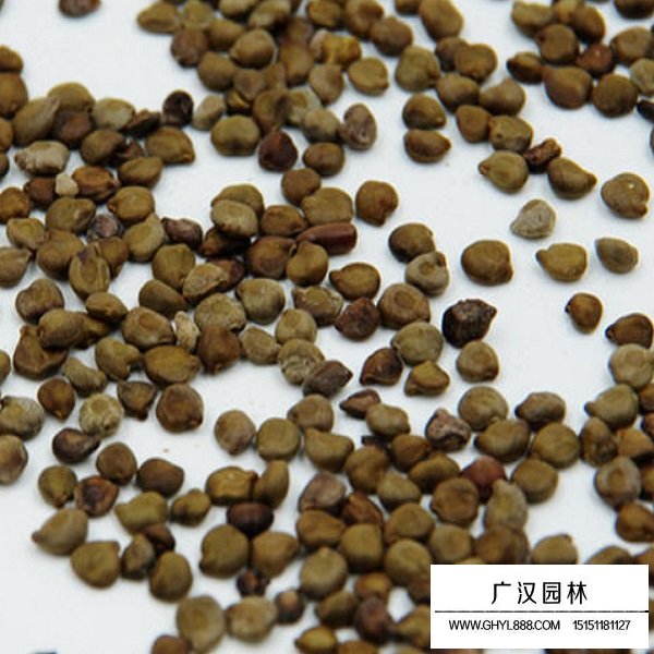 傘房決明種子(圖2)