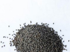 一串紅高桿種子