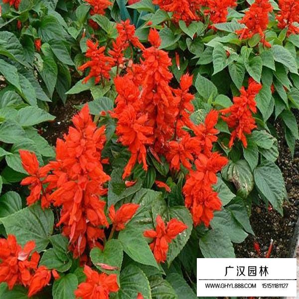 一串紅高桿種子(圖3)