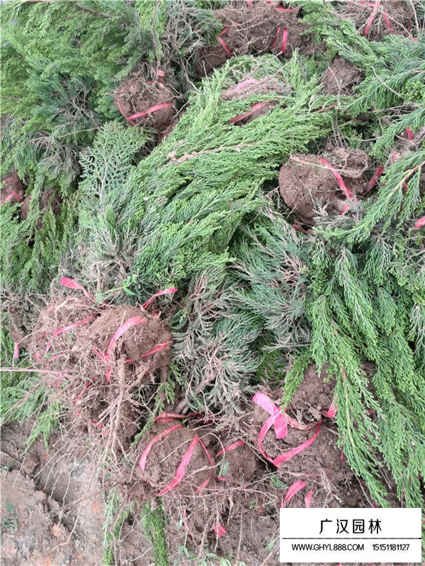 龍柏的介紹(圖2)