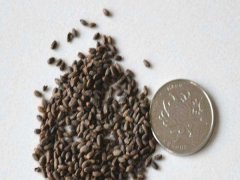 一串紅矮桿種子