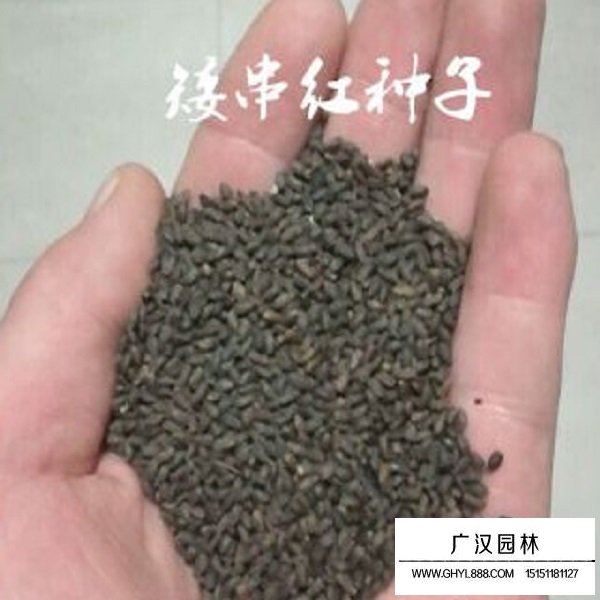 一串紅矮桿種子(圖2)