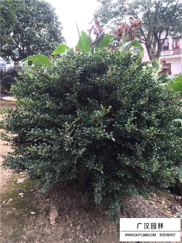 龜甲冬青的養(yǎng)護(hù)管理(圖1)