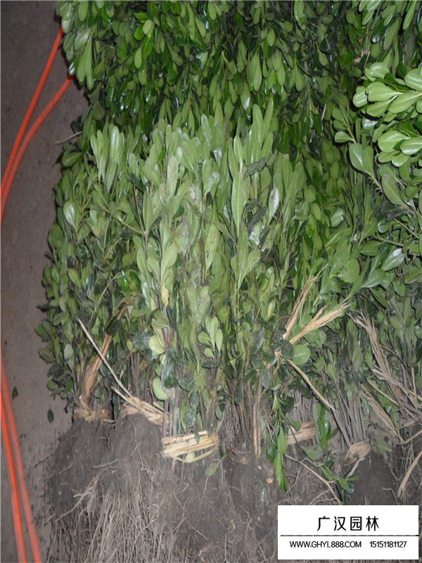 海桐的介紹(圖2)