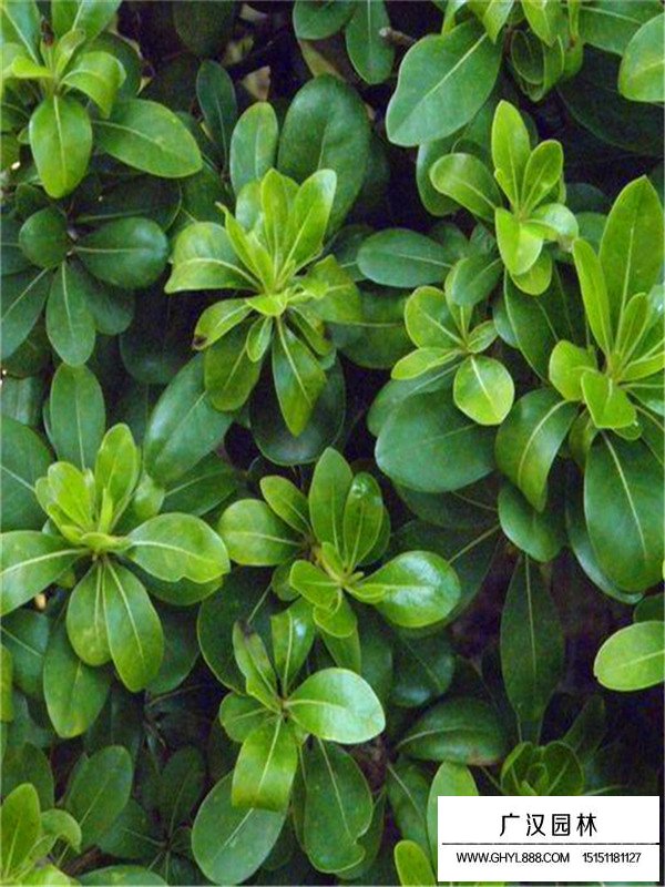 海桐的介紹(圖3)