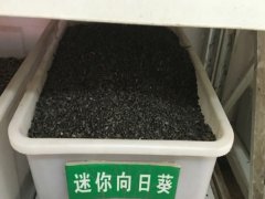 迷你向日葵種子