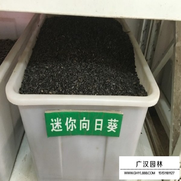 迷你向日葵種子(圖1)