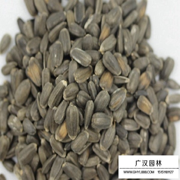 玩具熊向日葵種子(圖1)