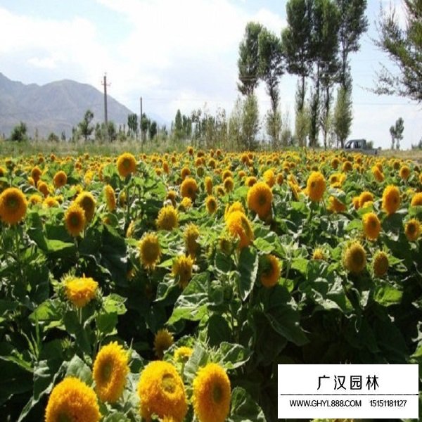 玩具熊向日葵種子(圖2)