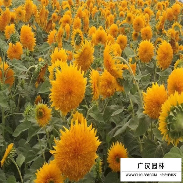 玩具熊向日葵種子(圖4)