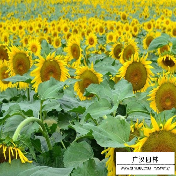 油葵向日葵種子(圖3)