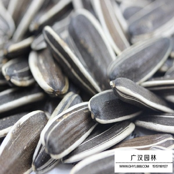 油葵向日葵種子(圖1)