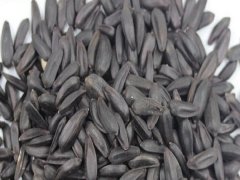 黑心向日葵種子