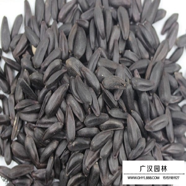 黑心向日葵種子(圖1)
