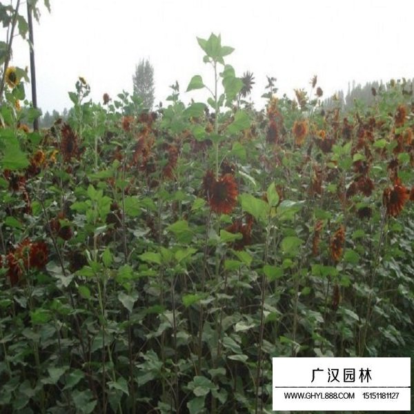 黑心向日葵種子(圖3)