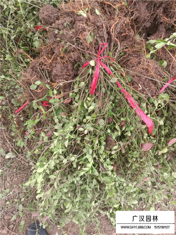 小葉扶芳藤的生存環(huán)境(圖2)