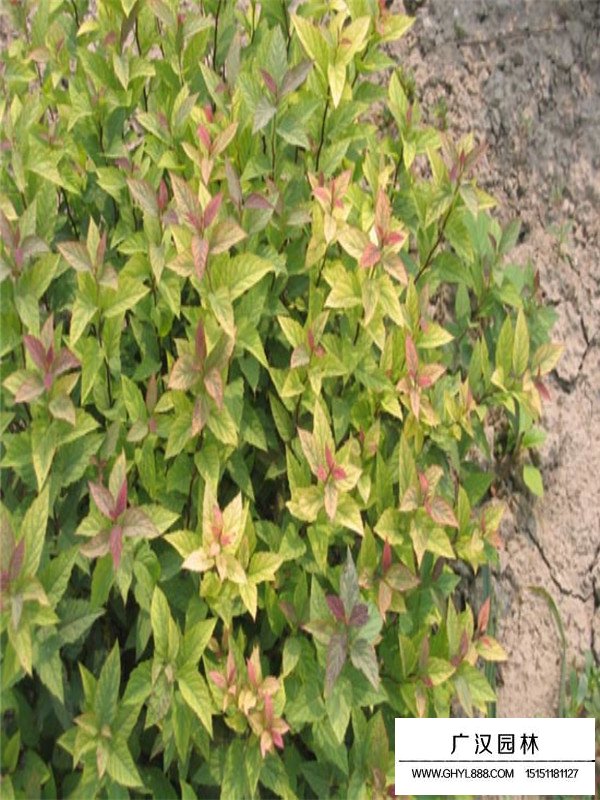 繡線菊的介紹(圖1)