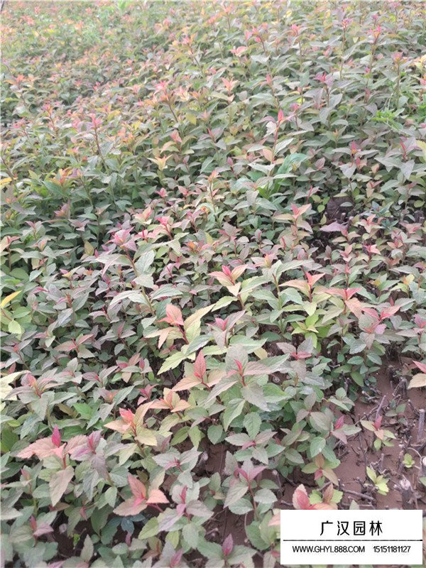 繡線菊的介紹(圖3)