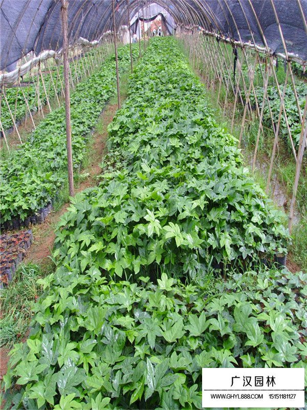 八角金盤(pán)的種植方式(圖2)