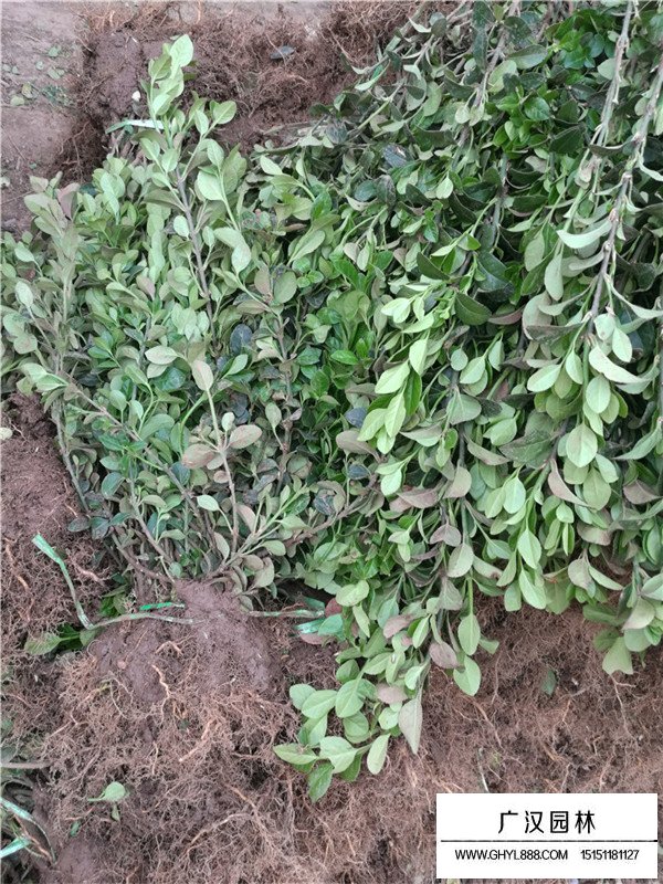 膠東衛(wèi)矛的生存環(huán)境(圖4)