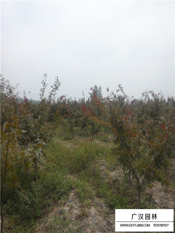 紅冠紅楓苗木價(jià)格(圖4)