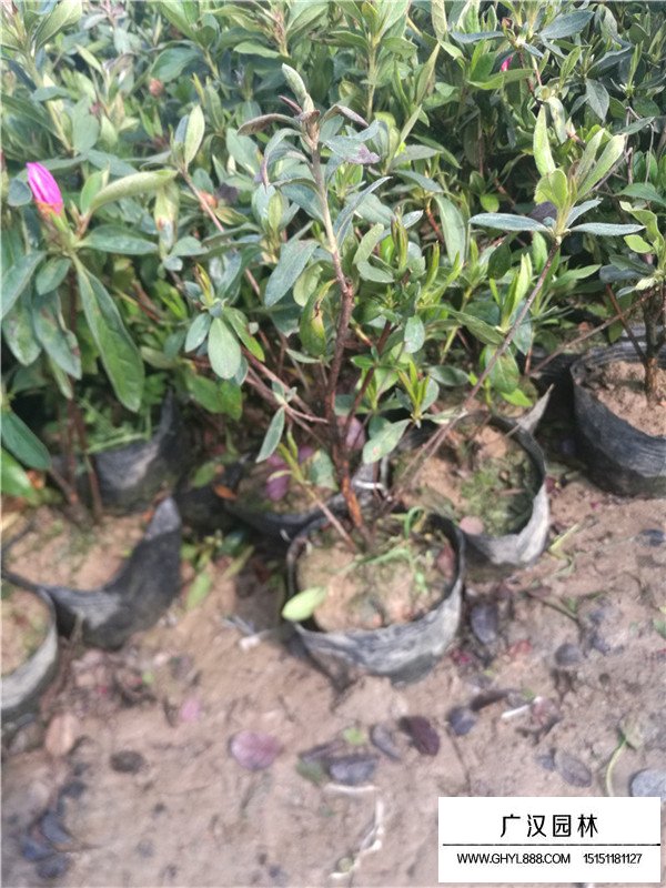 夏鵑的種植技術(圖1)