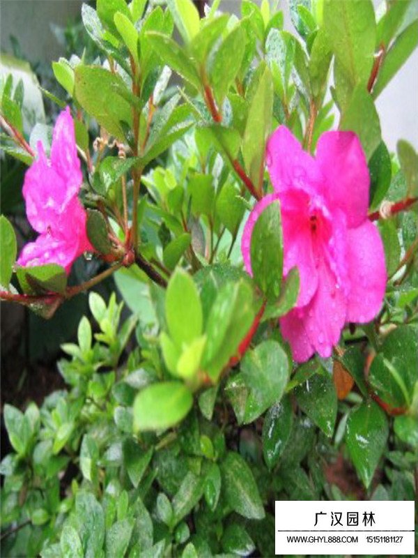 夏鵑的種植技術(圖4)