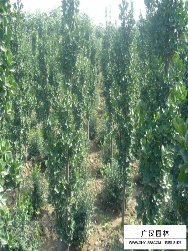 北海道黃楊的價值(圖2)